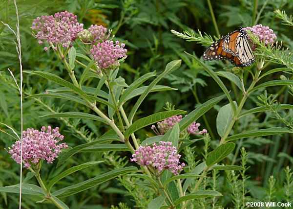 Swamp Milkweed - Asclepias incarnata