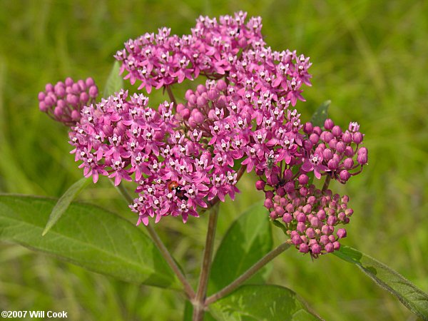 Swamp Milkweed - Asclepias incarnata