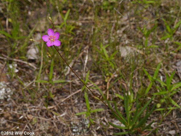 Appalachian Rock-pink, Talinum (Phemeranthus teretifolius)