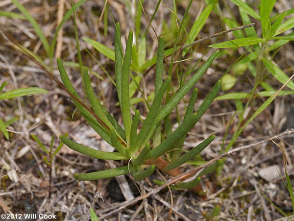 Appalachian Rock-pink, Talinum (Phemeranthus teretifolius)