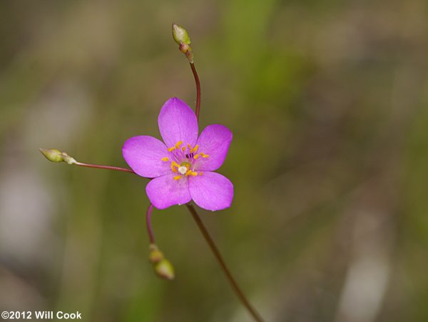 Appalachian Rock-pink, Talinum (Phemeranthus teretifolius)