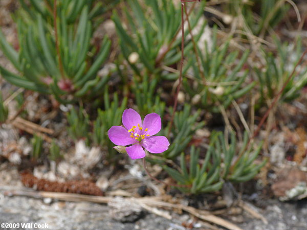 Appalachian Rock-pink, Talinum (Phemeranthus teretifolius)
