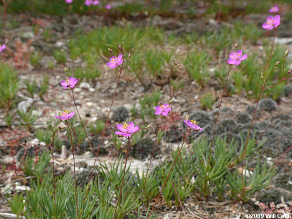 Appalachian Rock-pink, Talinum (Phemeranthus teretifolius)