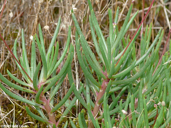 Appalachian Rock-pink, Talinum (Phemeranthus teretifolius)