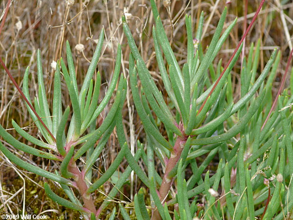 Appalachian Rock-pink, Talinum (Phemeranthus teretifolius)