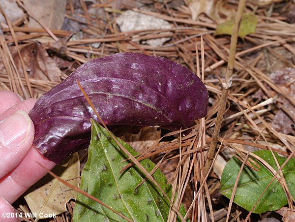 Cranefly Orchid - Tipularia discolor