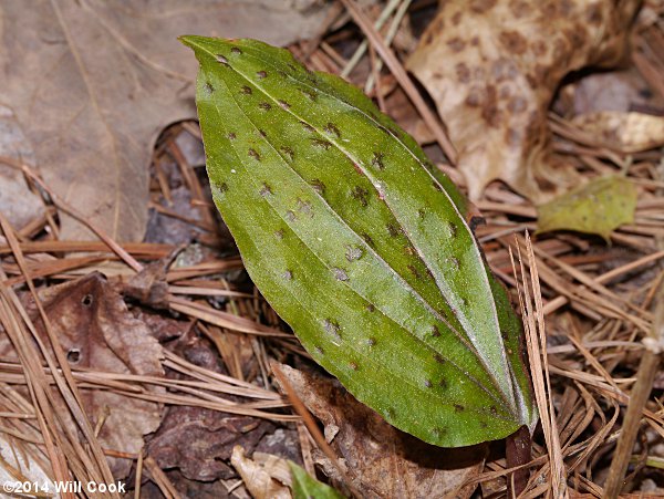 Cranefly Orchid - Tipularia discolor