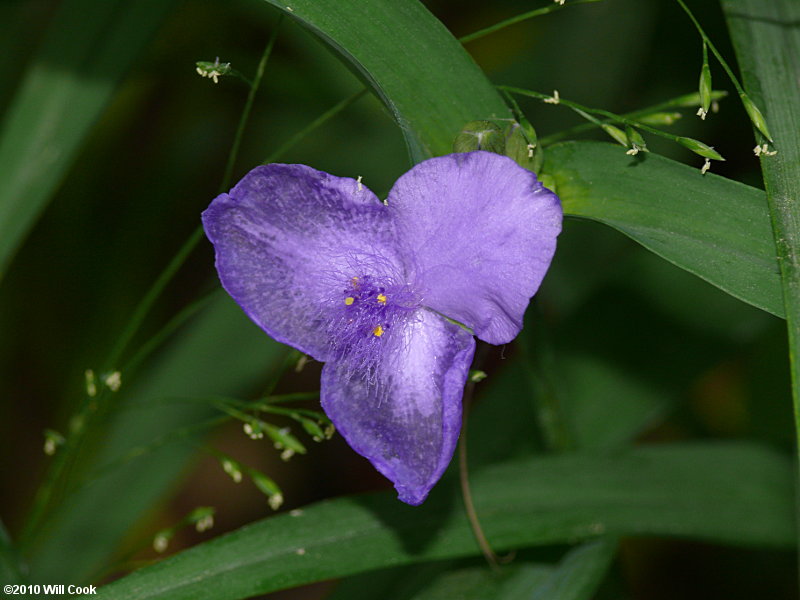 Smooth Spiderwort (Tradescantia ohiensis)