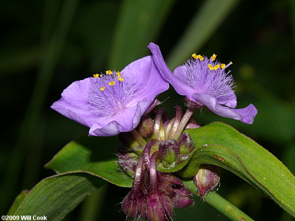 Smooth Spiderwort (Tradescantia ohiensis)