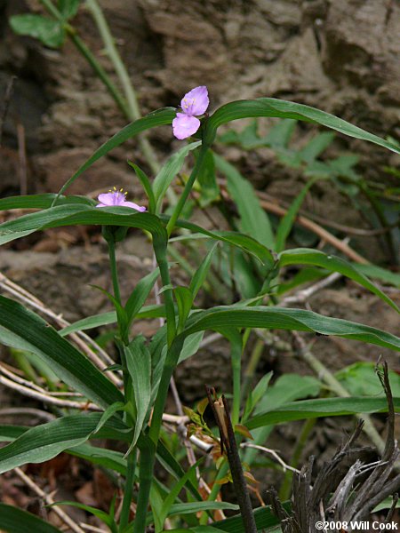 Smooth Spiderwort (Tradescantia ohiensis)