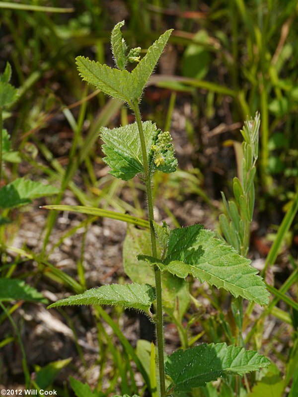 Nettleleaf Noseburn (Tragia urticifolia)