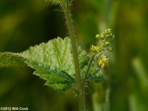 Nettleleaf Noseburn (Tragia urticifolia)