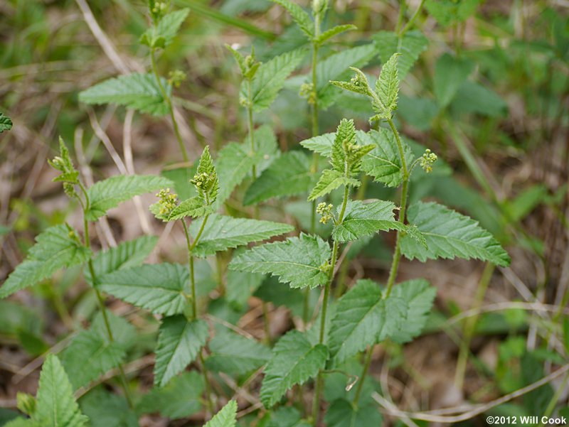 Nettleleaf Noseburn (Tragia urticifolia)