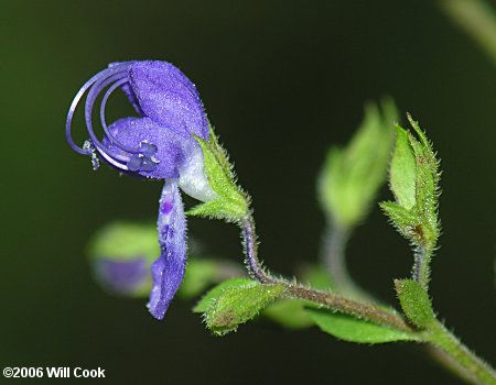 Trichostema dichotomum (Common Bluecurls)