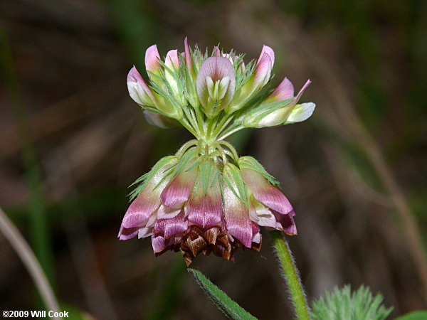 Buffalo Clover (Trifolium reflexum)