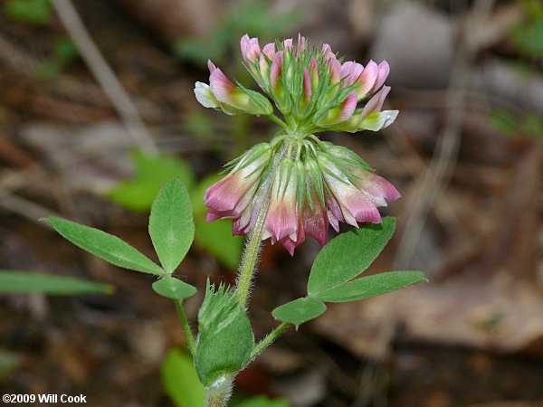 Buffalo Clover (Trifolium reflexum)