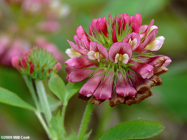 Buffalo Clover (Trifolium reflexum)