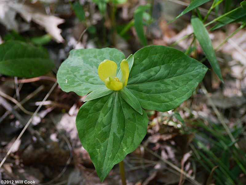 Trillium luteum (Yellow Trillium)