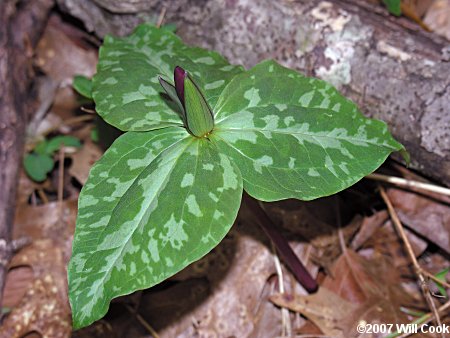 Trillium cuneatum (Little Sweet Betsy)