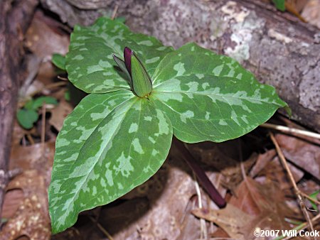 Trillium cuneatum (Little Sweet Betsy)