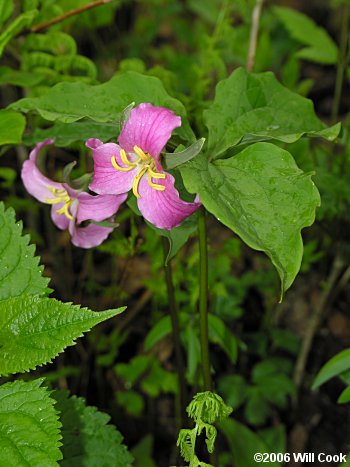 Trillium catesbaei (Catesby's Trillium)