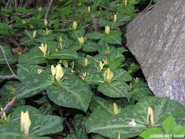 Trillium discolor (Pale Yellow Trillium)