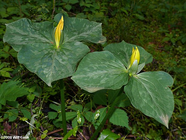 Trillium luteum (Yellow Trillium)