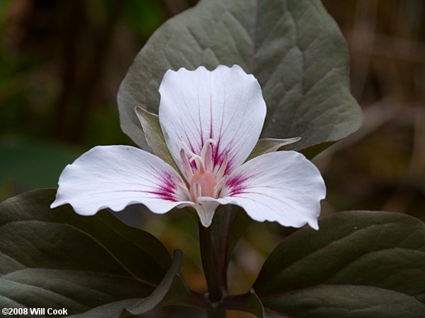 Trillium undulatum (Painted Trillium)