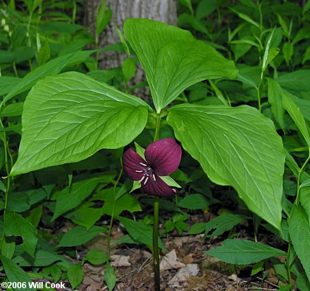 Trillium vaseyi (Sweet Trillium)