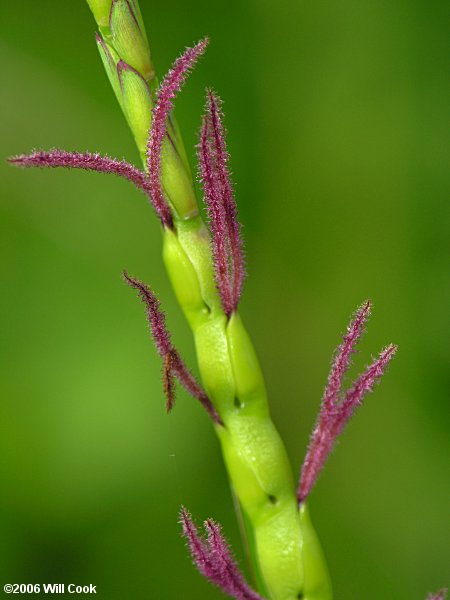 Tripsacum dactyloides (Eastern Gamagrass)