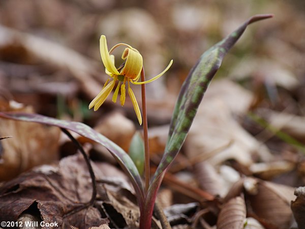 Dimpled Trout Lily (Erythronium umbilicatum)