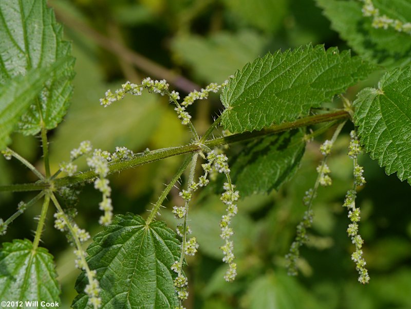 European Stinging Nettle (Urtica dioica)