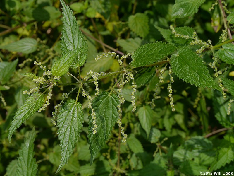 European Stinging Nettle (Urtica dioica)