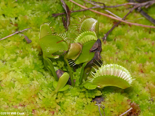 Venus Flytrap (Dionaea muscipula)