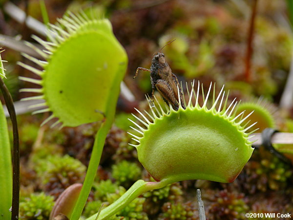 Venus Flytrap (Dionaea muscipula) grasshopper prey