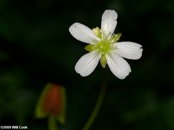 Venus Flytrap (Dionaea muscipula) flower