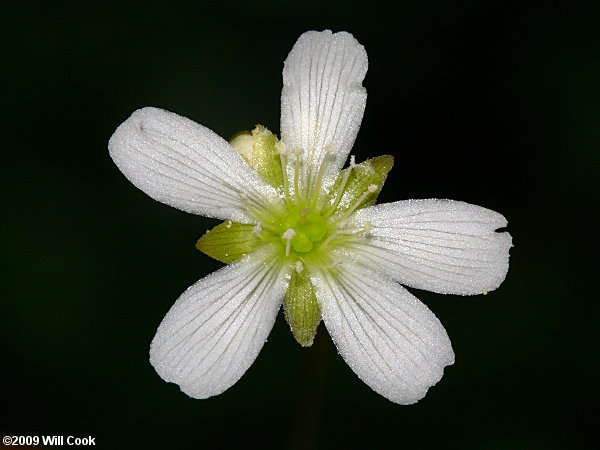 Venus Flytrap (Dionaea muscipula) flower