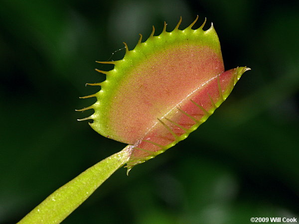 Venus Flytrap (Dionaea muscipula) leaf