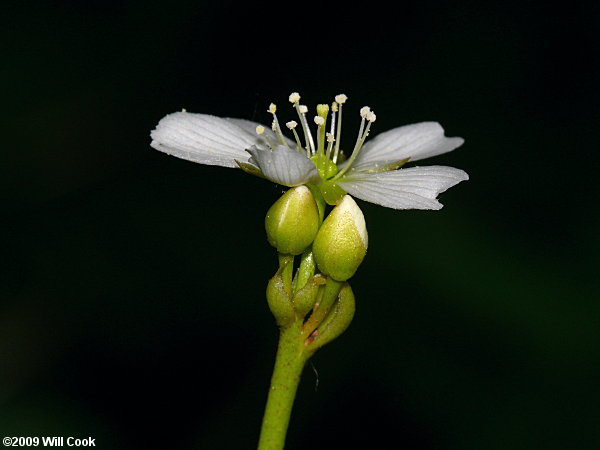 Venus Flytrap (Dionaea muscipula) flower