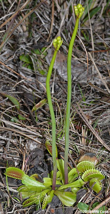 Venus Flytrap (Dionaea muscipula) plant