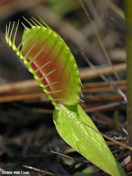 Venus Flytrap (Dionaea muscipula)