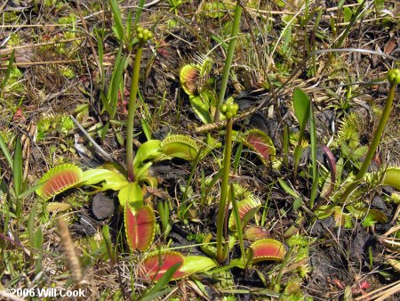 Venus Flytrap (Dionaea muscipula)