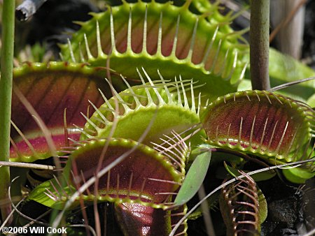 Venus Flytrap (Dionaea muscipula)