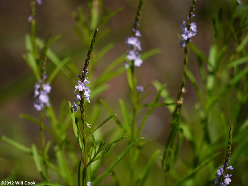 Narrowleaf Vervain (Verbena simplex)