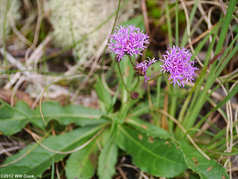 Vernonia acaulis (Stemless Ironweed