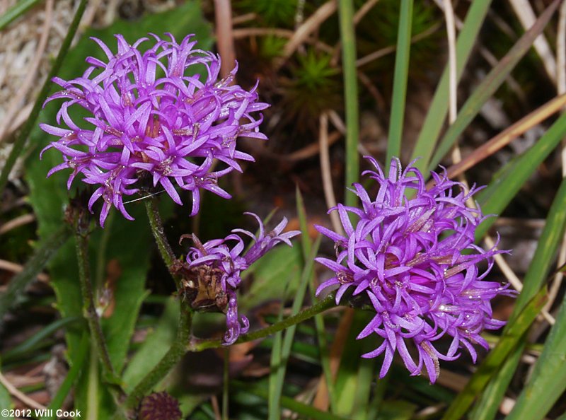 Vernonia acaulis (Stemless Ironweed