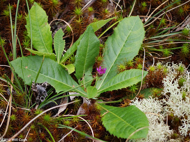 Vernonia acaulis (Stemless Ironweed