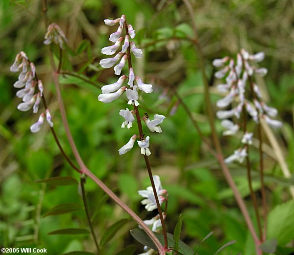 Vicia caroliniana (Carolina Vetch)