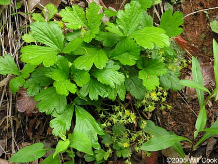 Waldsteinia fragarioides (Appalachian Barren Strawberry)