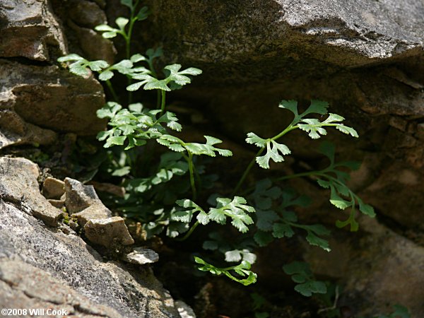 Asplenium ruta-muraria Linnaeus var. cryptolepis (American Wall-rue)